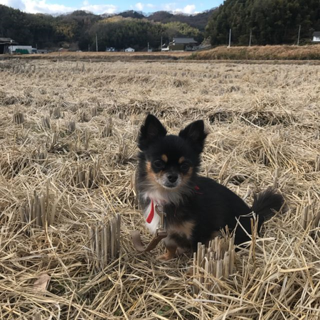 ma