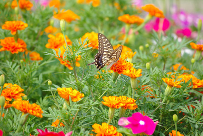 IMGP9416_edited-1