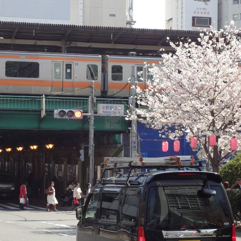 100408-02sakura
