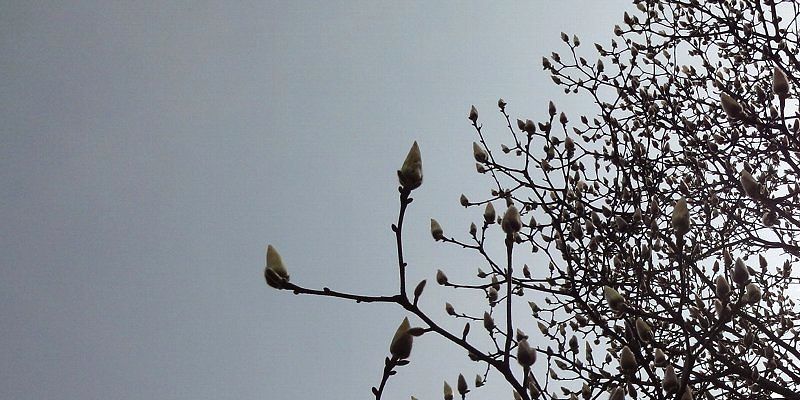 100322-03mokuren