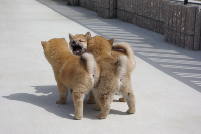 子犬ドッグラン2