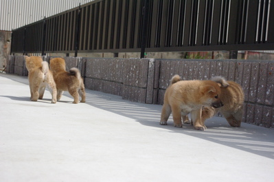 子犬ドッグラン