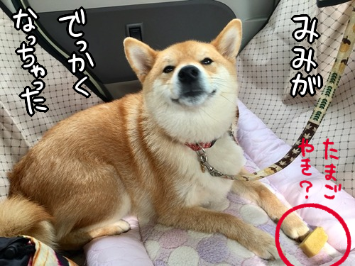 q0zcndrg