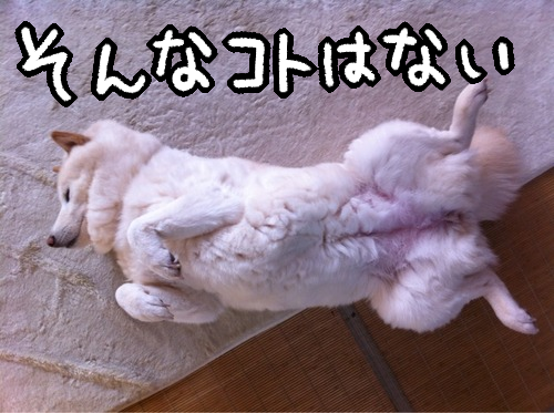 gqjcpaix