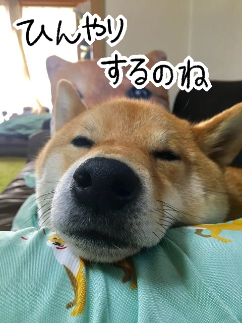 gz7dchsm