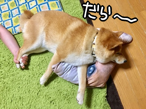 poyo8sal