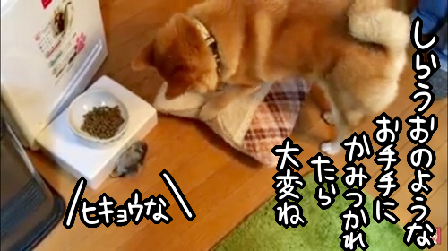 z8jgol27