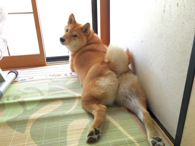 柴尻が好きすぎて