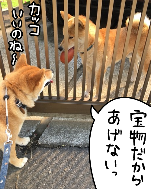 近所の柴犬の可愛すぎる行動。見てみたい、その姿 : 柴犬どんぐり三毛
