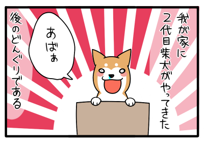 どんぐり』の名付けの由来【子犬編】 : 柴犬どんぐり三毛猫たんぽぽ  