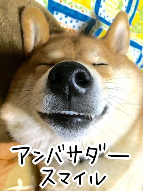 anpnzh5n