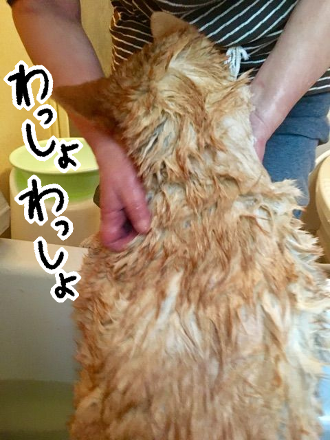 77k3bhe0 - コピー