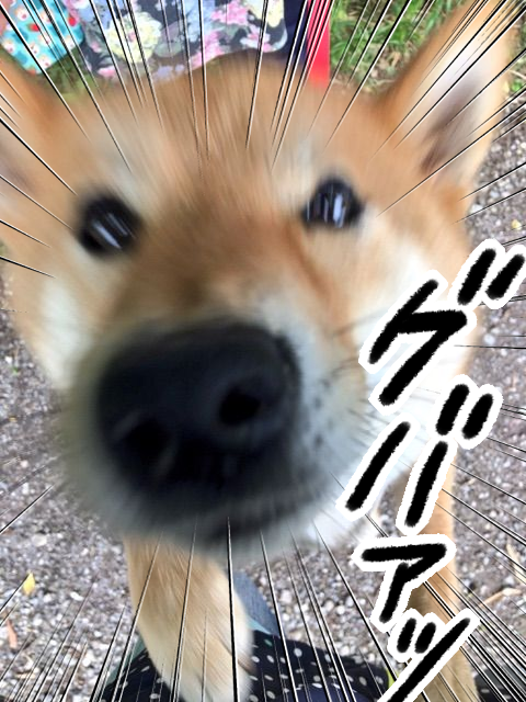 6jqyupf1