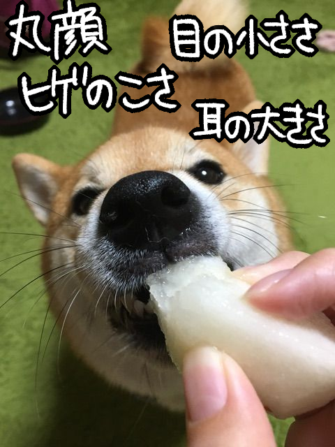 wmikkibs