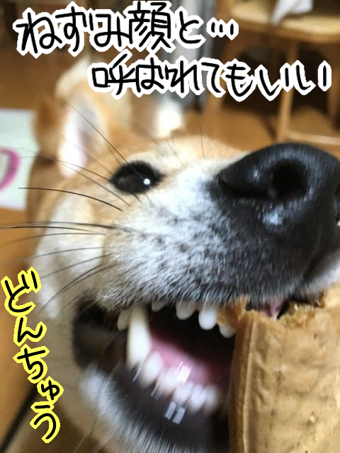 zdpwd3bc