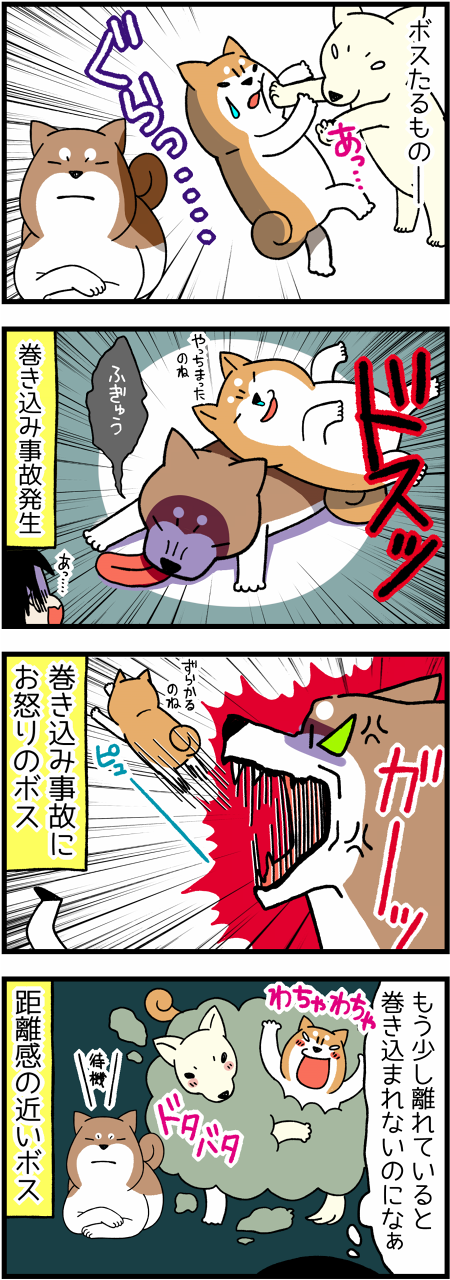 170307ボス柴犬22