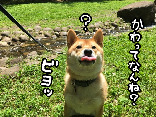 rpyjrv1o