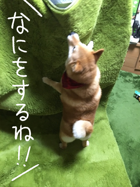 gfz86xzo