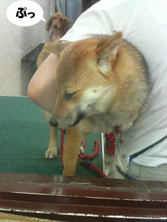 がくぶる