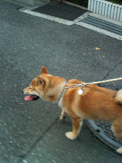 ふんごー