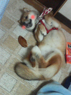 せくしーぼんてーじ
