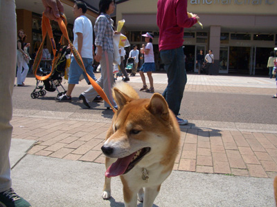 大こたくん