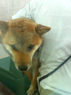 たしけて