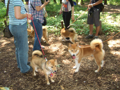 公園の林の中