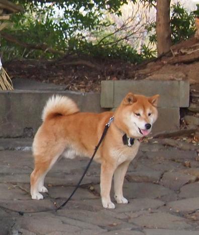 2012正月のカン凛として立つ