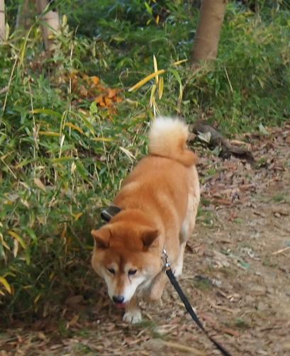 2012正月のカン7