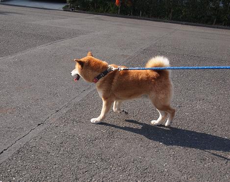 2012正月のカン4