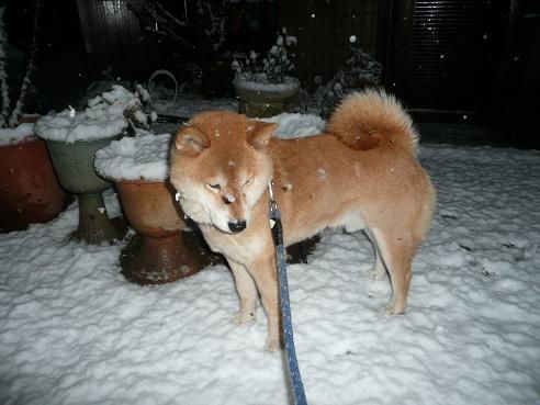 雪のカン2012.1.23
