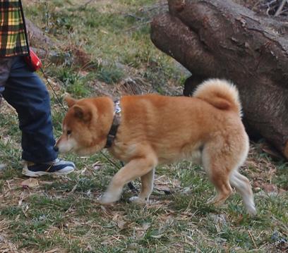 2012正月のカン6
