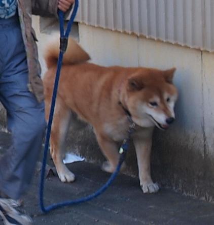 2012正月のカン1