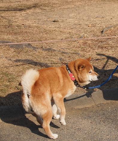 2012正月のカン2