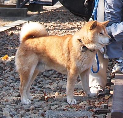 2012正月のカン3
