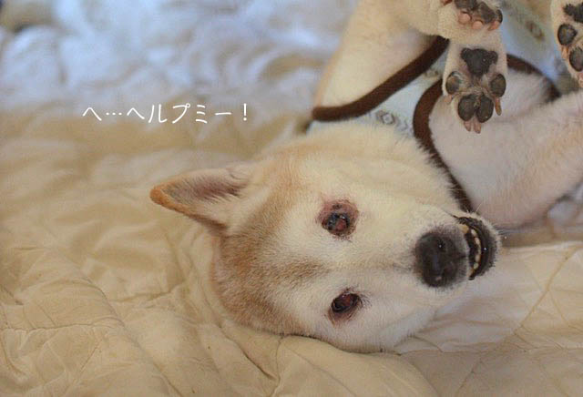 13日ブログ4