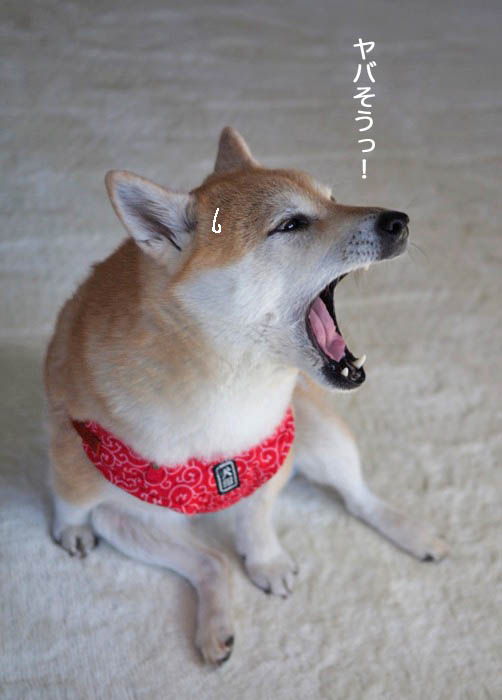 11日ブログ７