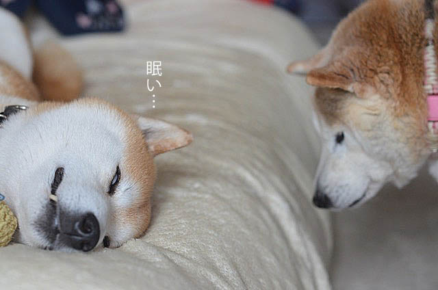 19日ブログ7