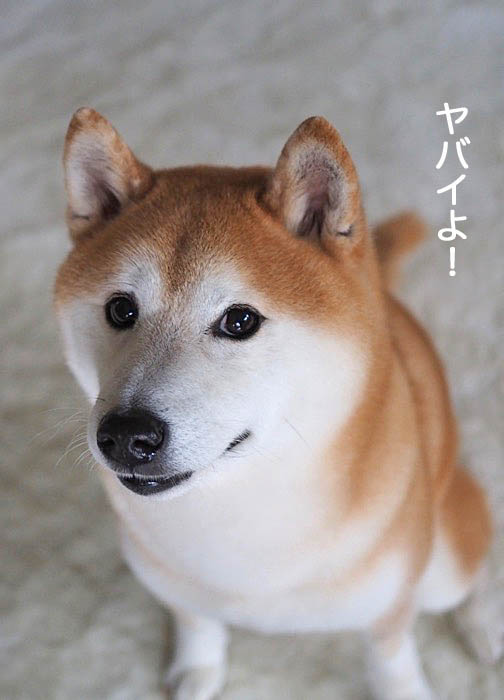 28日ブログ７