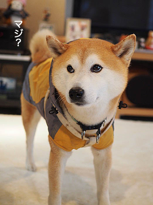 26日ブログ９