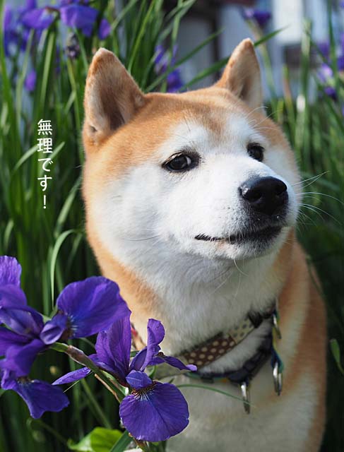 17日ブログ4