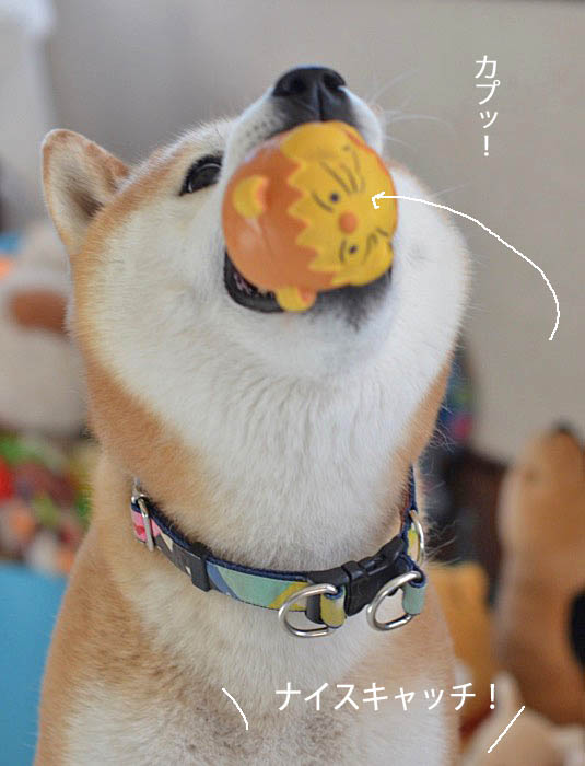 12日ブログ5