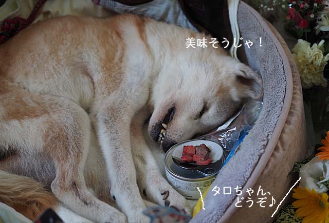 26日夜ブログ6