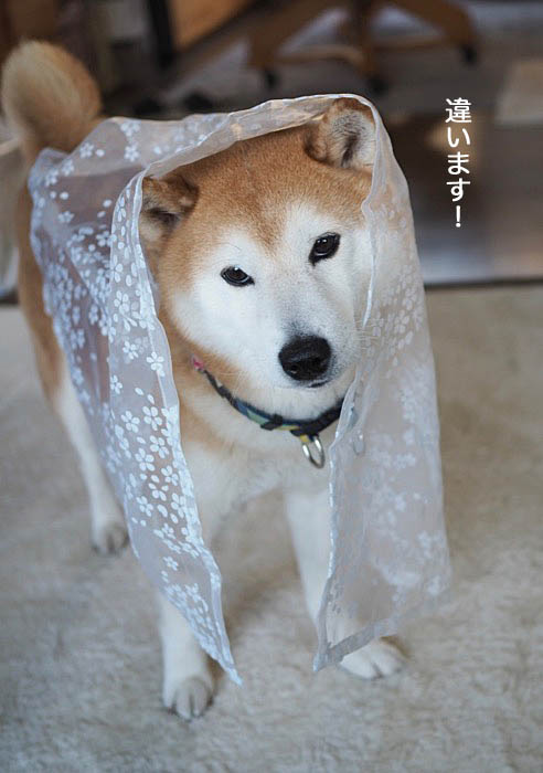 9日夜ブログ５