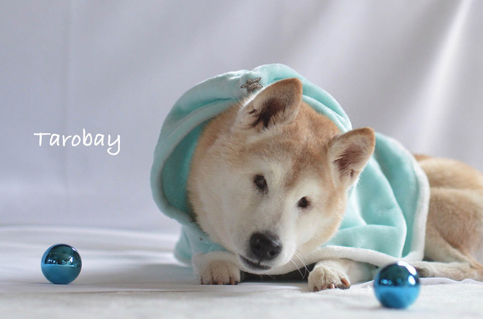 28日ブログ15