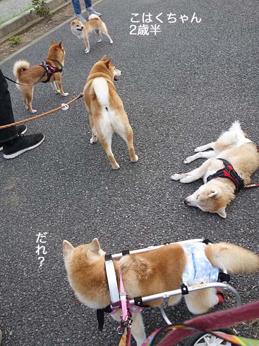 11日夕ブログ６
