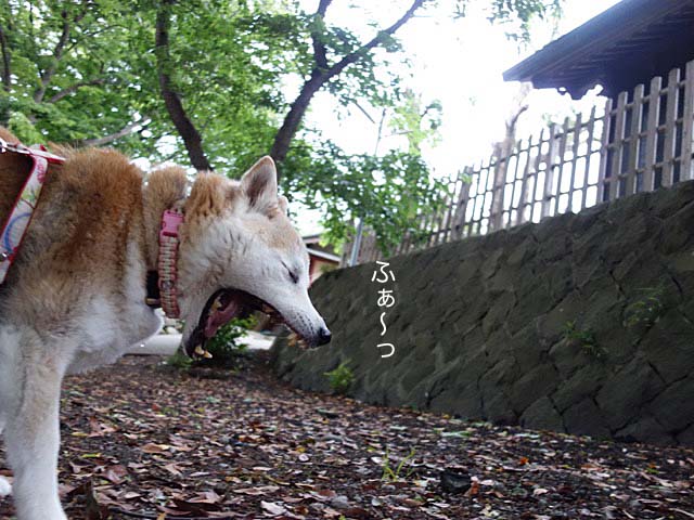 17日ブログ5