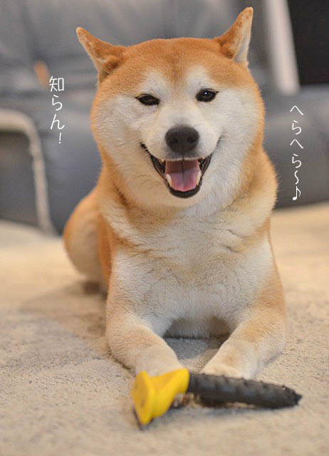13日のブログ16