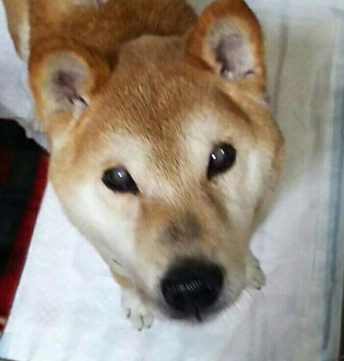 4日柴犬里親募集3
